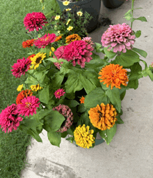 a bunch of flowers are in a pot on the ground