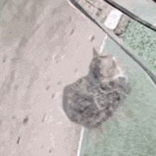 a bird is sitting on a glass surface .