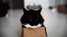 Minuet Cat Unicouniuni GIF - Minuet Cat Unicouniuni Cat Meme GIFs