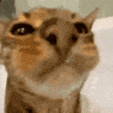 a close up of a cat 's face with water coming out of its mouth .