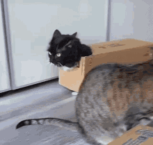 Cat Box GIF - Cat Box Kitty GIFs