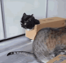 GIF