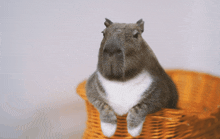 Kitty Plus GIF - Kitty Plus Capybara GIFs