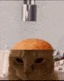 a close up of a cat 's face with an orange on top of it .