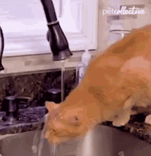 Drinking The Pet Collective GIF - Drinking The Pet Collective Thirsty GIFs