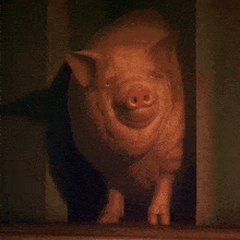 Fat Pig GIF - Fat Pig GIFs