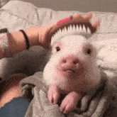 a person is brushing a pig 's hair with a pink brush .