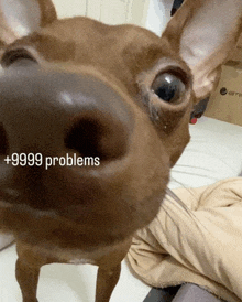 a close up of a dog 's nose with 9999 problems written on the bottom