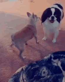 two small dogs standing next to each other on a carpet .