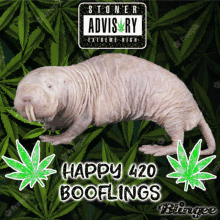Happy420booflings Boofin GIF - Happy420booflings Boofin Weed GIFs