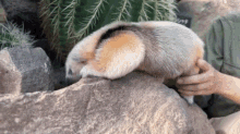 a person is petting a small animal on top of a rock .