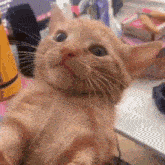 Spicy Cat GIF - Spicy Cat Kitten GIFs
