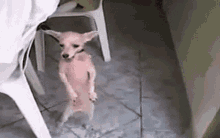 Excited To See You Dog GIF - Excited To See You Dog Dancing Dog GIFs