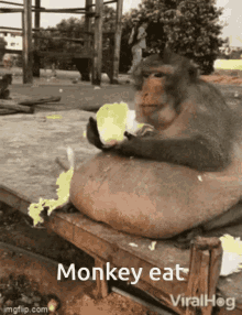Monkey Apa GIF - Monkey Apa Fat GIFs