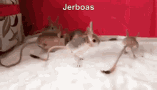 Roingus Jerboa GIF