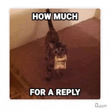 Reply How Much For A Reply GIF - Reply How Much For A Reply Cat GIFs