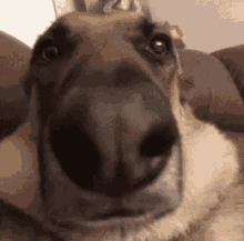 Balenciagaval Dog GIF - Balenciagaval Dog Post GIFs