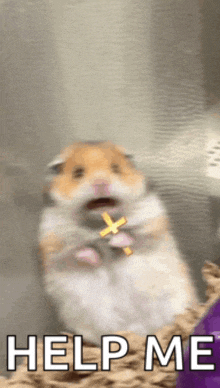 a hamster is holding a cross in its mouth and asking for help