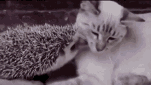 Hedgehog Cat GIF - Hedgehog Cat Hug Friend GIFs