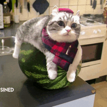 a cat is sitting on top of a watermelon with the word sined written below it