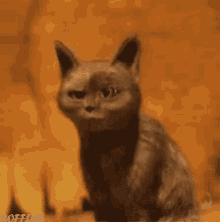 Burp Cat GIF - Burp Cat Excuse Me GIFs