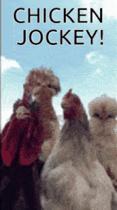 three chickens are standing next to each other with the words chicken jockey above them