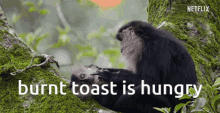 Burnt Toast Monkey GIF - Burnt Toast Monkey GIFs