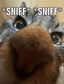 Sniff Sniff GIF - Sniff Sniff GIFs