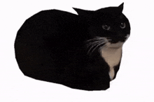 Maxwell Spin GIF - Maxwell Spin Cat GIFs