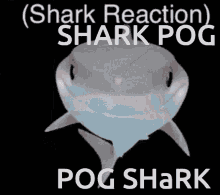 pog shark poggers