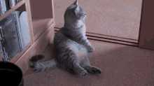 a cat is sitting on the floor in front of a book shelf