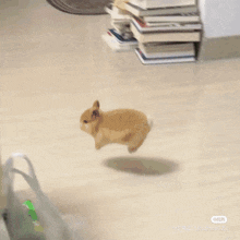 Bunkoo Koofist GIF - Bunkoo Koofist Jungkook Bunny GIFs