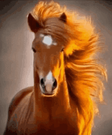 Horse Hair GIF - Horse Hair Wind GIFs