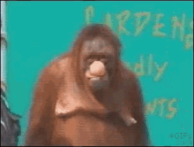 Monkey Primate GIF - Monkey Primate Gorilla GIFs