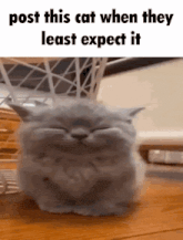 a picture of a cat that says post this cat when they least expect it on it