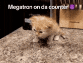 Megatron Orange GIF - Megatron Orange Kitten GIFs