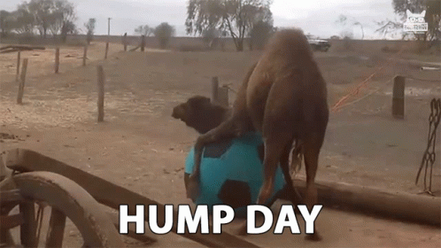 hump day meme camel mike