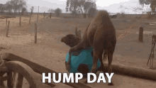 Wednesday Hump Day GIF - Wednesday Hump Day Happy Hump Day GIFs