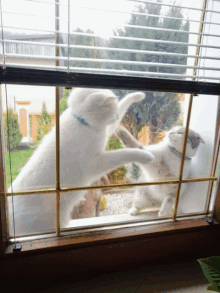 Fight Fighting GIF - Fight Fighting Cat GIFs