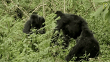 Walking Mountain Gorillas Survival Dian Fosseys Legacy Lives On GIF - Walking Mountain Gorillas Survival Dian Fosseys Legacy Lives On Short Film Showcase GIFs