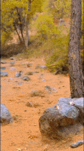 a rock in the middle of a dirt field with a tree in the background