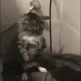 GIF