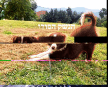 a border collie puppy is laying down in the grass with hebrew writing behind it