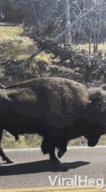 Bison Viralhog GIF - Bison Viralhog Walking Bison GIFs