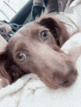 Dachshund Dog GIF - Dachshund Dog Wink GIFs