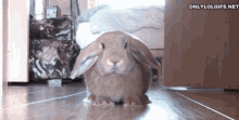 Rabbit Bunny GIF - Rabbit Bunny Leaving GIFs