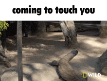 a picture of a lizard with the words coming to touch you below it