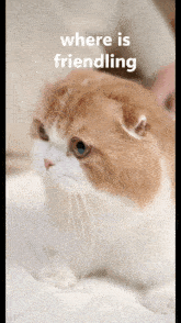 a cat with the words where is friendling behind it