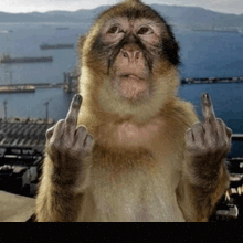 a monkey is giving the middle finger in front of the ocean