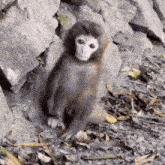 a small monkey with a white face is sitting on the ground